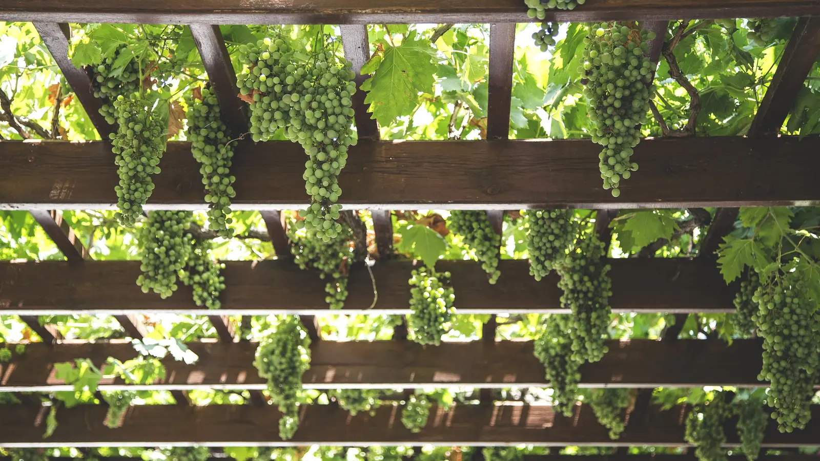 Holzpergola mit Weinreben von unten gesehen: Balken und Sparren